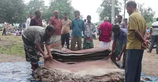 লবণের দাম বাড়ায় বিপাকে নওগাঁর চামড়া ব্যবসায়ীরা